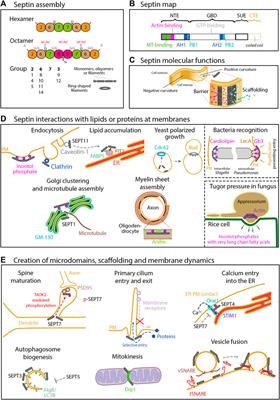 Septins as membrane influencers: direct play or in association with other cytoskeleton partners